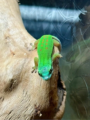 Tropen-Terrarium 