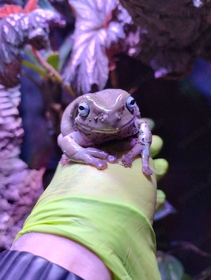 -reserviert- Korallenfinger - Laubfrosch Litoria caerulea ( Ranoidea caerulea ) 