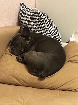 Französische bulldogge 