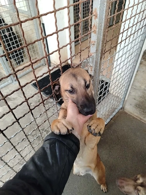 Lieber Mischlingsrüde Rocky sucht seine Menschen Bild 3