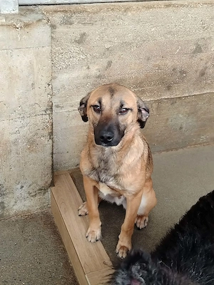 Lieber Mischlingsrüde Rocky sucht seine Menschen Bild 4