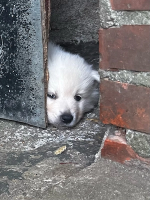 Deutscher Großspitz Spitz Welpe schwarz weiß Bild 5