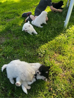 Deutscher Großspitz Spitz Welpe schwarz weiß Bild 2