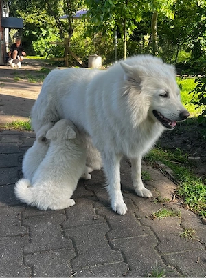 Deutscher Großspitz Spitz Welpe schwarz weiß Bild 7