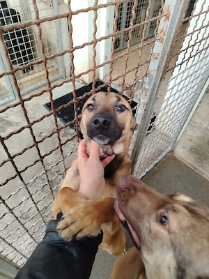 Lieber Mischlingsrüde Rocky sucht seine Menschen Bild 2