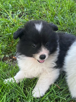 Deutscher Großspitz Spitz Welpe schwarz weiß Bild 3
