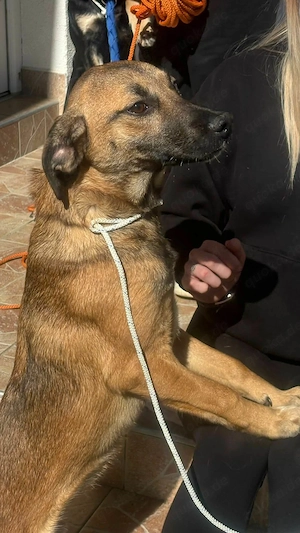 Lieber Mischlingsrüde Rocky sucht seine Menschen Bild 5