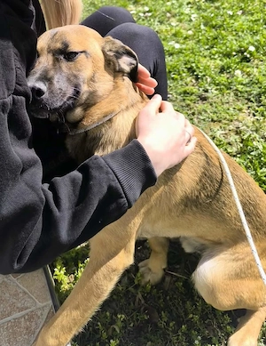 Lieber Mischlingsrüde Rocky sucht seine Menschen Bild 6
