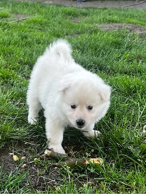Deutscher Großspitz Spitz Welpe schwarz weiß Bild 6