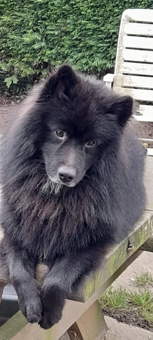 Deutscher Großspitz Spitz Welpe schwarz weiß Bild 8