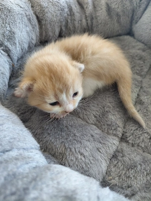 4 süße Katzenbabys in liebevolle Hände abzugeben!