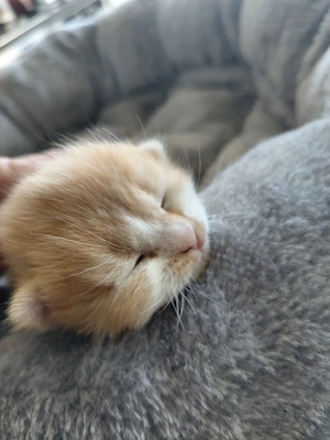 4 süße Katzenbabys in liebevolle Hände abzugeben!