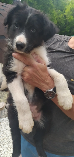 Border Collie Mix Rüde 3MON vom Hundetrainer aus Kroatien 