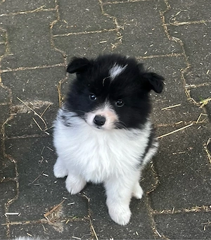 Deutscher Großspitz Spitz Welpe schwarz weiß Bild 4