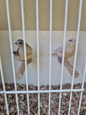 Gouldamadinen Natur und Pastel Pärchen 