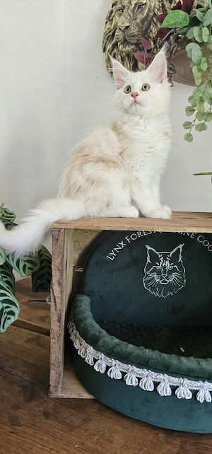 Maine Coon Kitten mit Stammbaum 