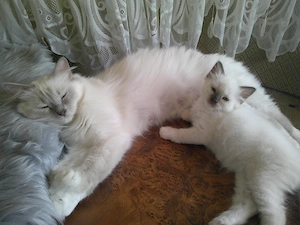 Reinrassige Heilige Birma Kitten  Bild 2
