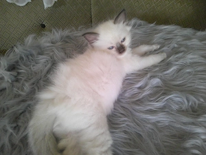 Reinrassige Heilige Birma Kitten  Bild 4