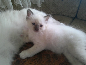 Reinrassige Heilige Birma Kitten  Bild 3