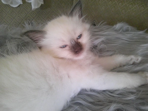 Reinrassige Heilige Birma Kitten  Bild 5