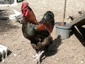 Langschan Hahn Ailton 