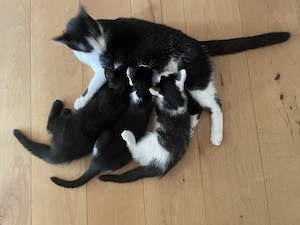 Katzenbabies   Kitten abzugeben