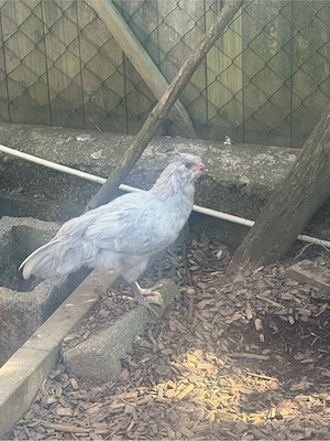 Lavender Araucana Hahn 