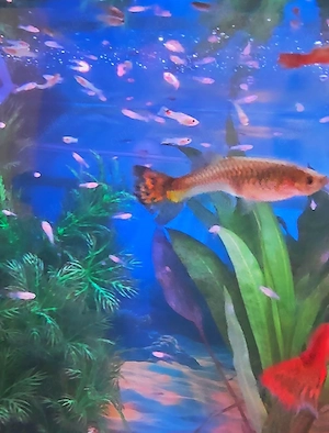 Guppy- Babys