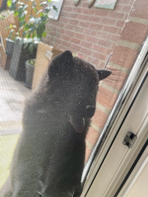 Liebevolle Chow-Chow Welpen suchen dauerhaftes Zuhause
