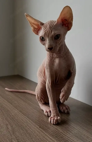 Sphynx-Kätzchen   Kater und Katze   Geboren am 9. März 2026   800  