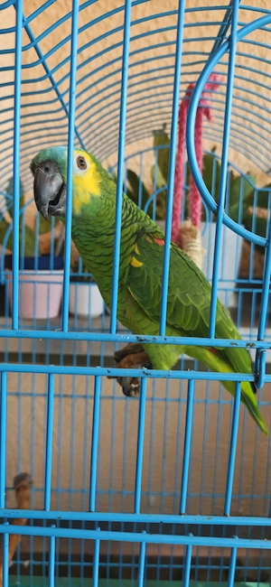 Blaustirn Amazon 