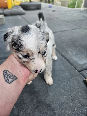 Miniature American Shepherd