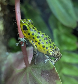0.0.3 Oophaga pumilio "Colon" von 02 2026