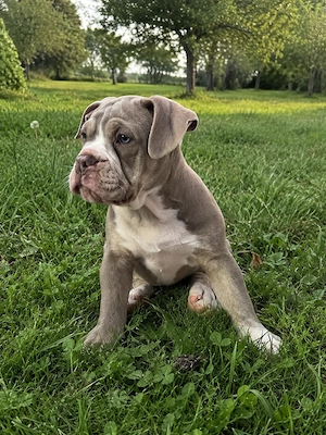 Old English Bulldog Lilac tricolour 