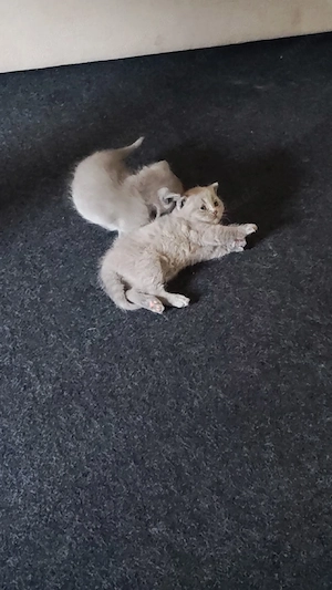 Wunderschöne reinrassige BKH Kitten (Blue & Tortie)   Reservierung
