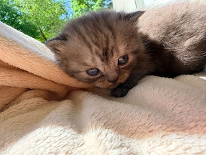 britisch kurzhaar babykatze 