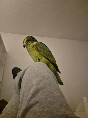 Amazon papagei