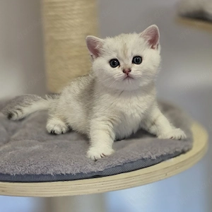 Bkh Kitten vom Züchter mit Stammbaum