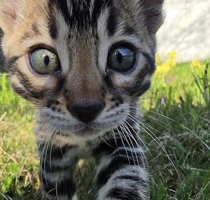 Wunderschöne Reinrassige Bengal Kitten mit tollen Rosetten
