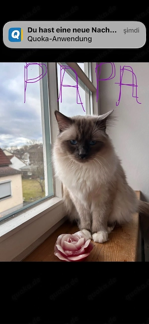 heilige Birma, Kater   
