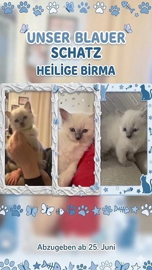 Titel: Zauberhafter Heilige Birma Kater sucht ein liebevolles Zuhause!   