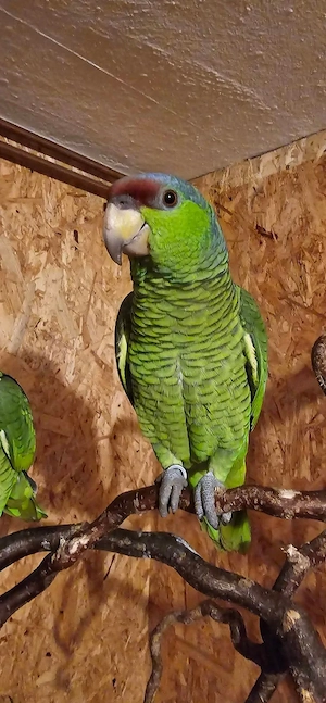 Amazonen Pärchen handzahm und sprechend Blaukappen Amazonen 