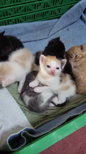 Baby Katze 5 Woche alt. 