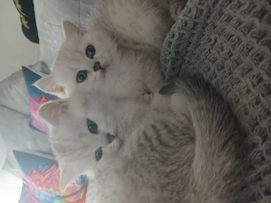 Süße BKH Babys abzugeben