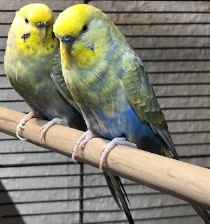 **2 Rainbow-Kaiser-Wellensittiche mit großer More-Darwin-Zimmervoliere** Bild 3