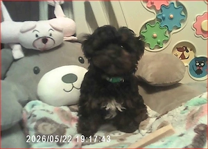 Klein Bobby, Toy Pudel   Yorkshire Terrier F1 Verpaarung Yorkiepoo Doodle Welpe mit Ahnenpass