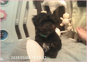 Klein Bobby, Toy Pudel   Yorkshire Terrier F1 Verpaarung Yorkiepoo Doodle Welpe mit Ahnenpass Bild 2