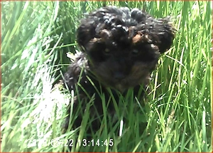 Klein Bobby, Toy Pudel   Yorkshire Terrier F1 Verpaarung Yorkiepoo Doodle Welpe mit Ahnenpass Bild 4