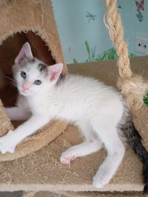 EKH Kitten, Kater u. Mädchen