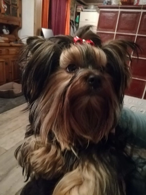 Klein Bobby, Toy Pudel   Yorkshire Terrier F1 Verpaarung Yorkiepoo Doodle Welpe mit Ahnenpass Bild 6